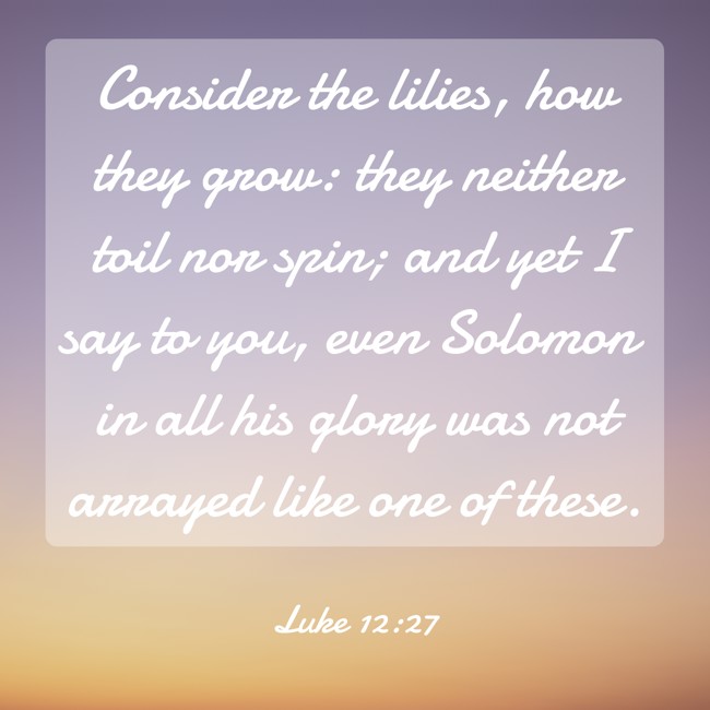 Consider the lilies, how they grow: they neither toil nor spin; and yet I say to you, even Solomon in all his glory was not arrayed like one of these. - Luke 12:27