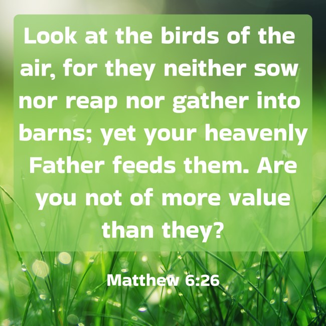 Look at the birds of the air, for they neither sow nor reap nor gather into barns; yet your heavenly Father feeds them. Are you not of more value than they? - Matthew 6:26