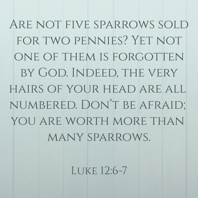  Are not five sparrows sold for two pennies? Yet not one of them is forgotten by God. Indeed, the very hairs of your head are all numbered. Don’t be afraid; you are worth more than many sparrows.   - Luke 12:6-7 