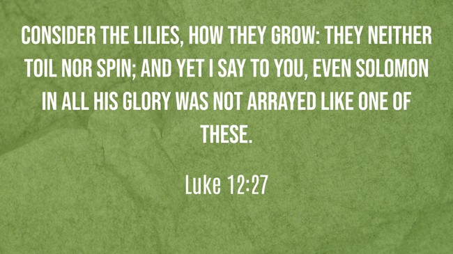 Consider the lilies, how they grow: they neither toil nor spin; and yet I say to you, even Solomon in all his glory was not arrayed like one of these. - Luke 12:27