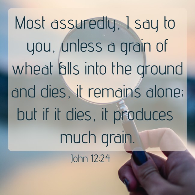  Most assuredly, I say to you, unless a grain of wheat falls into the ground and dies, it remains alone; but if it dies, it produces much grain.   - John 12:24 