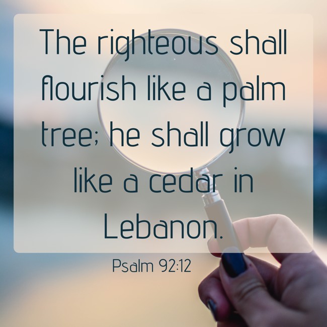  The righteous shall flourish like a palm tree; he shall grow like a cedar in Lebanon.   - Psalm 92:12 