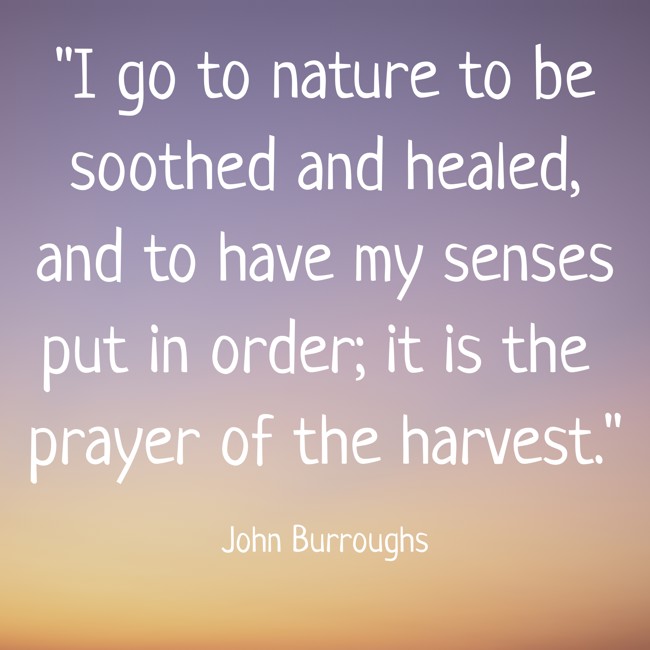 I go to nature to be soothed and healed, and to have my senses put in order; it is the prayer of the harvest. - John Burroughs