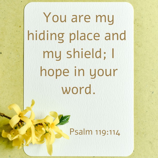 You are my hiding place and my shield; I hope in your word. - Psalm 119:114