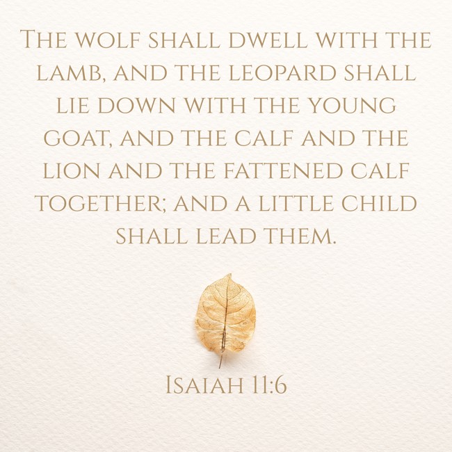 The wolf shall dwell with the lamb, and the leopard shall lie down with the young goat, and the calf and the lion and the fattened calf together; and a little child shall lead them. - Isaiah 11:6