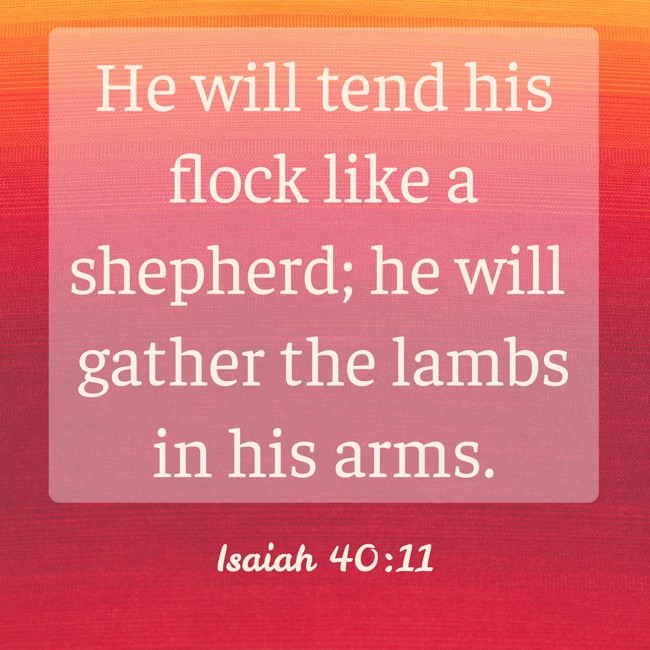 He will tend his flock like a shepherd; he will gather the lambs in his arms. - Isaiah 40:11