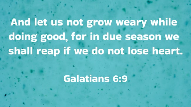 And let us not grow weary while doing good, for in due season we shall reap if we do not lose heart. - Galatians 6:9