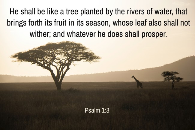 He shall be like a tree planted by the rivers of water, that brings forth its fruit in its season, whose leaf also shall not wither; and whatever he does shall prosper. - Psalm 1:3
