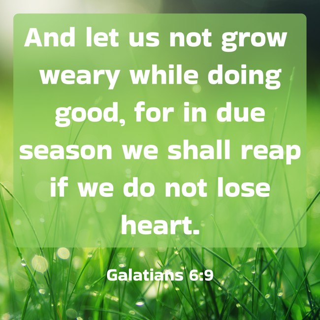 And let us not grow weary while doing good, for in due season we shall reap if we do not lose heart. - Galatians 6:9