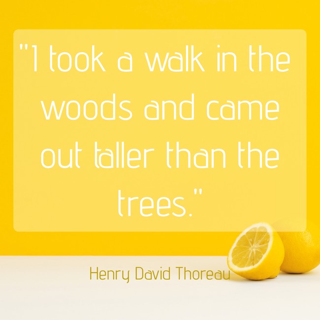  I took a walk in the woods and came out taller than the trees.   - Henry David Thoreau 