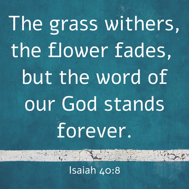 The grass withers, the flower fades, but the word of our God stands forever. - Isaiah 40:8