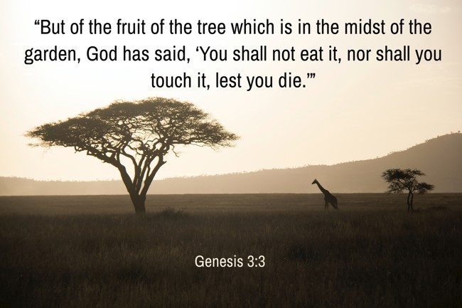 “But of the fruit of the tree which is in the midst of the garden, God has said, ‘You shall not eat it, nor shall you touch it, lest you die.’” - Genesis 3:3