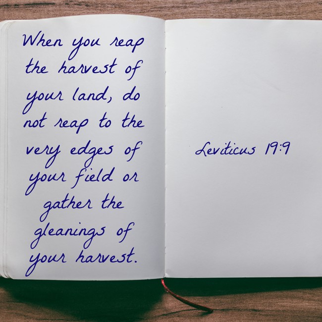 When you reap the harvest of your land, do not reap to the very edges of your field or gather the gleanings of your harvest. - Leviticus 19:9