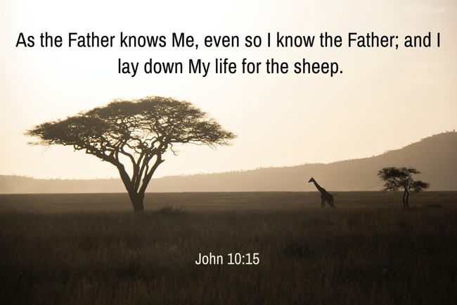 As the Father knows Me, even so I know the Father; and I lay down My life for the sheep. - John 10:15