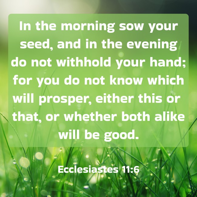 In the morning sow your seed, and in the evening do not withhold your hand; for you do not know which will prosper, either this or that, or whether both alike will be good. - Ecclesiastes 11:6