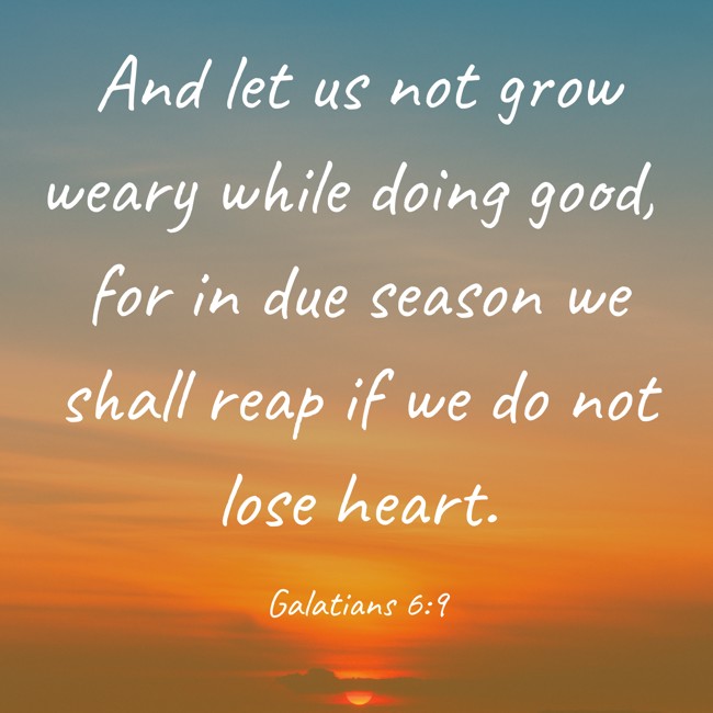 And let us not grow weary while doing good, for in due season we shall reap if we do not lose heart. - Galatians 6:9