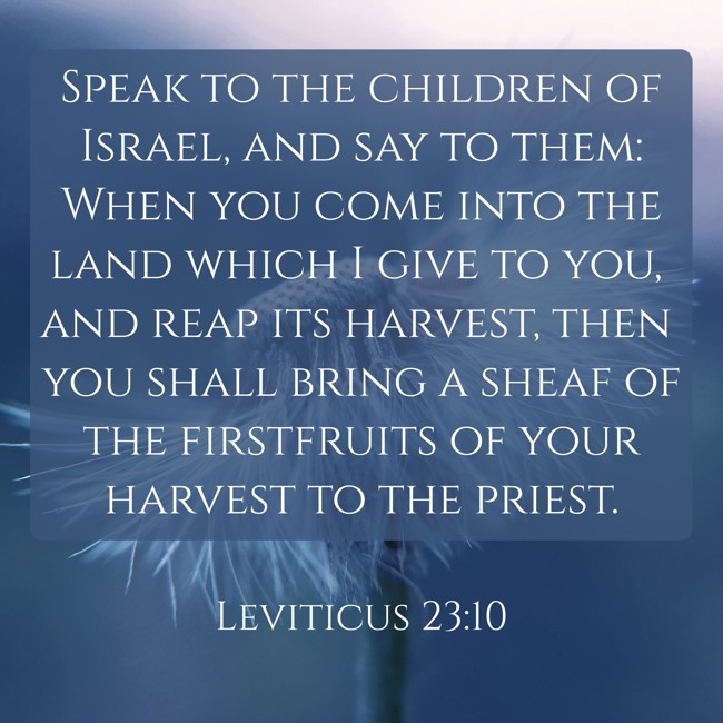 Speak to the children of Israel, and say to them: When you come into the land which I give to you, and reap its harvest, then you shall bring a sheaf of the firstfruits of your harvest to the priest. - Leviticus 23:10