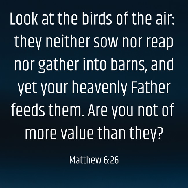 Look at the birds of the air: they neither sow nor reap nor gather into barns, and yet your heavenly Father feeds them. Are you not of more value than they? - Matthew 6:26