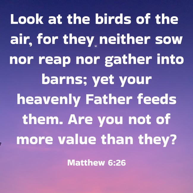 Look at the birds of the air, for they neither sow nor reap nor gather into barns; yet your heavenly Father feeds them. Are you not of more value than they? - Matthew 6:26