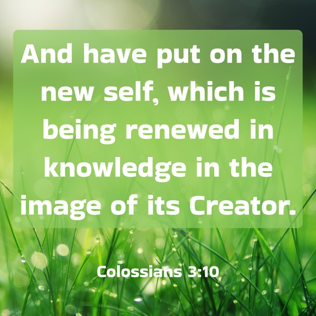 And have put on the new self, which is being renewed in knowledge in the image of its Creator. - Colossians 3:10