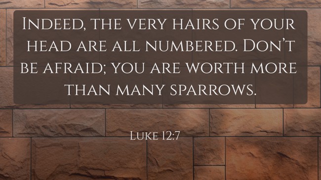 Indeed, the very hairs of your head are all numbered. Don’t be afraid; you are worth more than many sparrows. - Luke 12:7