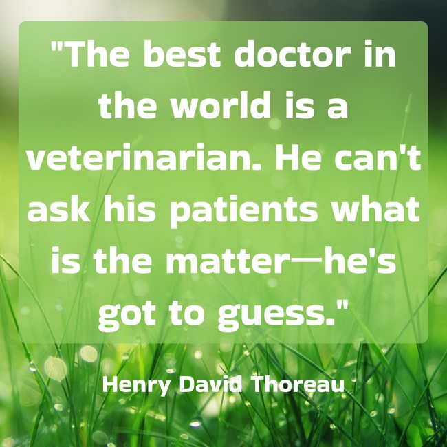 The best doctor in the world is a veterinarian. He can't ask his patients what is the matter—he's got to guess. - Henry David Thoreau
