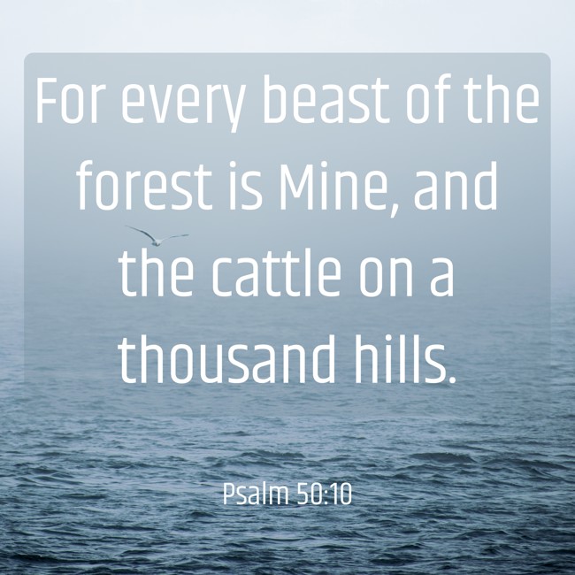 For every beast of the forest is Mine, and the cattle on a thousand hills. - Psalm 50:10