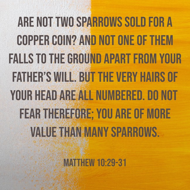 Are not two sparrows sold for a copper coin? And not one of them falls to the ground apart from your Father’s will. But the very hairs of your head are all numbered. Do not fear therefore; you are of more value than many sparrows. - Matthew 10:29-31