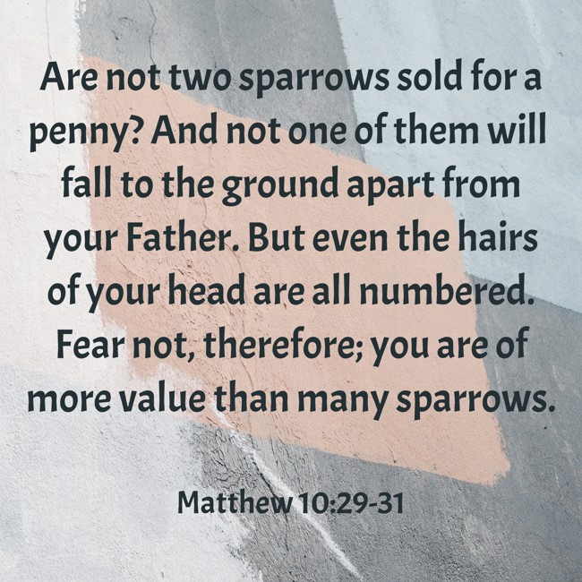 Are not two sparrows sold for a penny? And not one of them will fall to the ground apart from your Father. But even the hairs of your head are all numbered. Fear not, therefore; you are of more value than many sparrows. - Matthew 10:29-31
