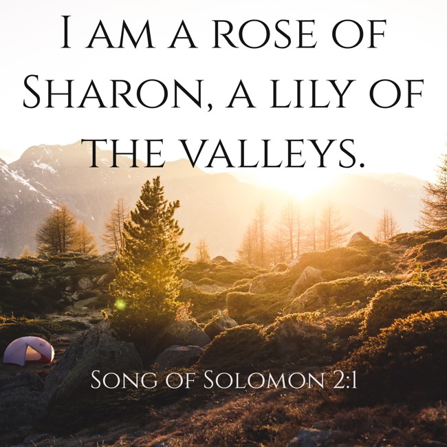 I am a rose of Sharon, a lily of the valleys. - Song of Solomon 2:1