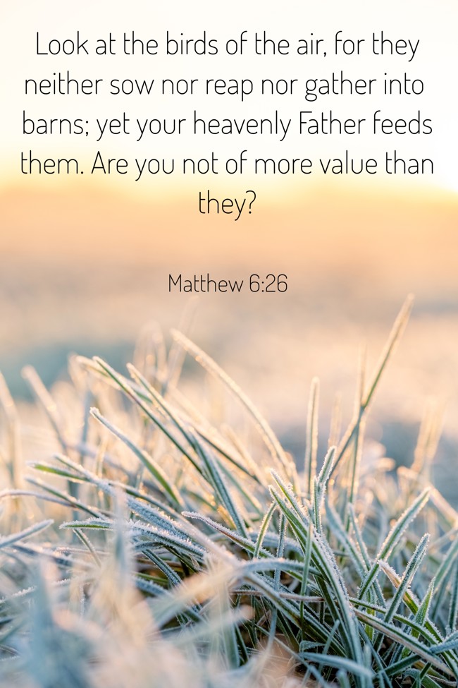 Look at the birds of the air, for they neither sow nor reap nor gather into barns; yet your heavenly Father feeds them. Are you not of more value than they? - Matthew 6:26