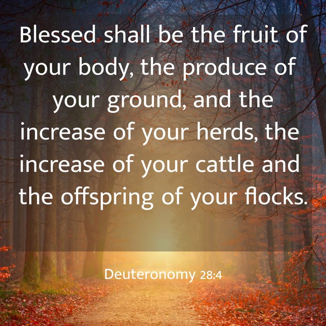 Blessed shall be the fruit of your body, the produce of your ground, and the increase of your herds, the increase of your cattle and the offspring of your flocks. - Deuteronomy 28:4