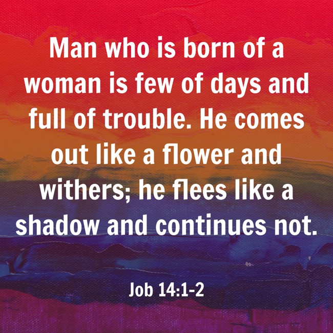 Man who is born of a woman is few of days and full of trouble. He comes out like a flower and withers; he flees like a shadow and continues not. - Job 14:1-2