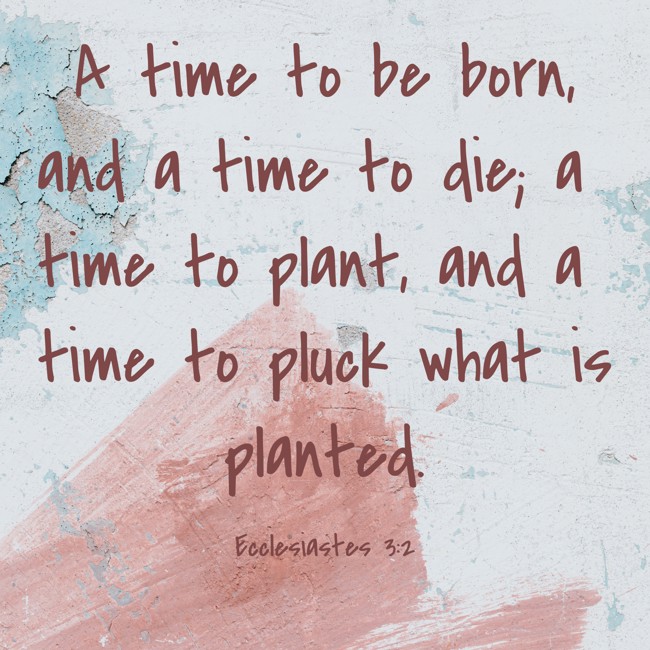 A time to be born, and a time to die; a time to plant, and a time to pluck what is planted. - Ecclesiastes 3:2