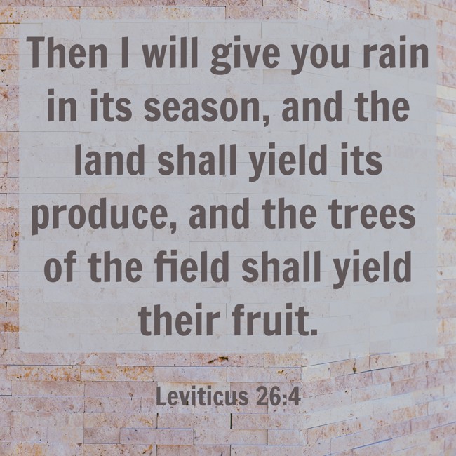 Then I will give you rain in its season, and the land shall yield its produce, and the trees of the field shall yield their fruit. - Leviticus 26:4