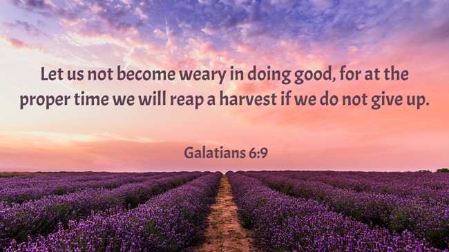 Let us not become weary in doing good, for at the proper time we will reap a harvest if we do not give up. - Galatians 6:9