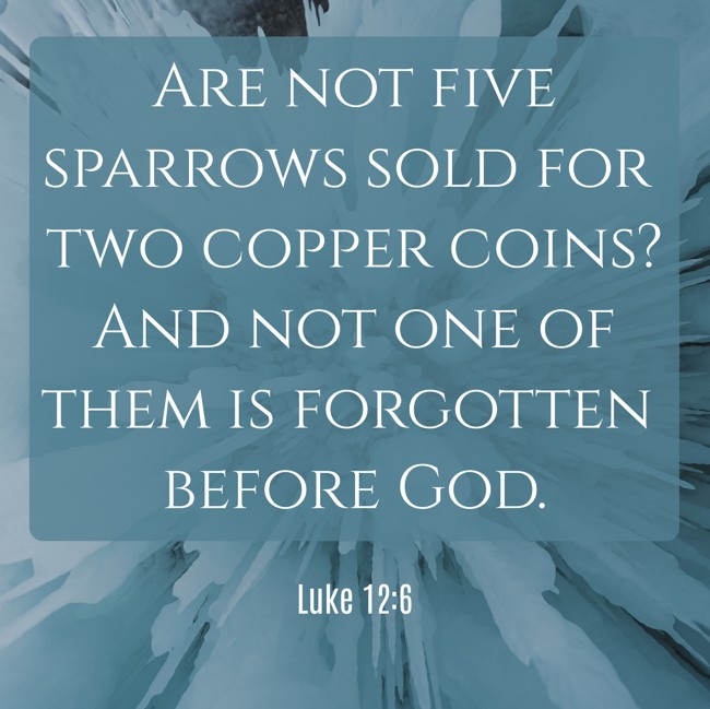  Are not five sparrows sold for two copper coins? And not one of them is forgotten before God.   - Luke 12:6 