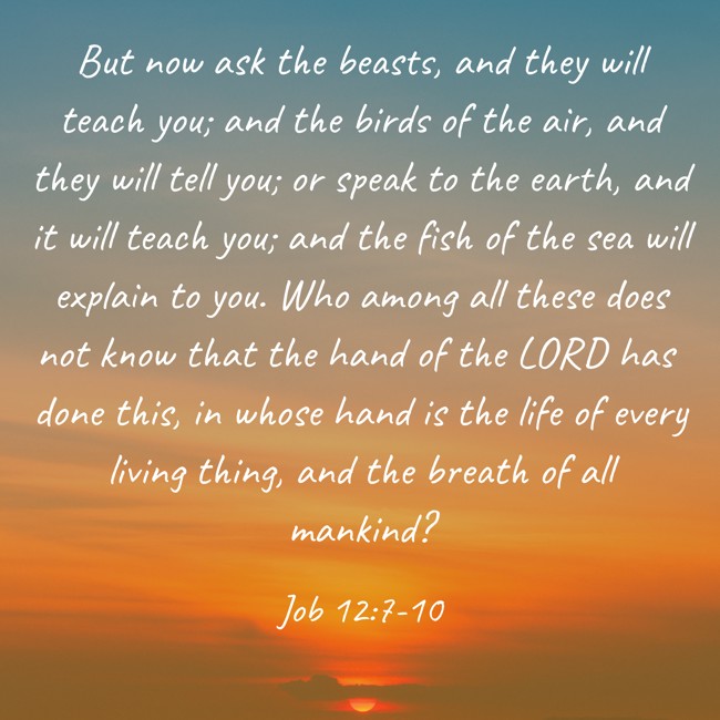  But now ask the beasts, and they will teach you; and the birds of the air, and they will tell you; or speak to the earth, and it will teach you; and the fish of the sea will explain to you. Who among all these does not know that the hand of the LORD has done this, in whose hand is the life of every living thing, and the breath of all mankind?   - Job 12:7-10 