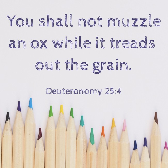  You shall not muzzle an ox while it treads out the grain.   - Deuteronomy 25:4 