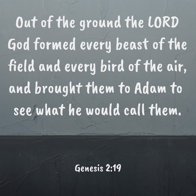  Out of the ground the LORD God formed every beast of the field and every bird of the air, and brought them to Adam to see what he would call them.   - Genesis 2:19 