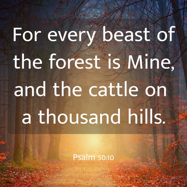  For every beast of the forest is Mine, and the cattle on a thousand hills.   - Psalm 50:10 