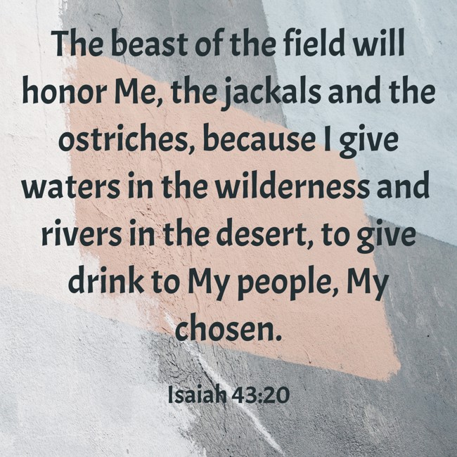  The beast of the field will honor Me, the jackals and the ostriches, because I give waters in the wilderness and rivers in the desert, to give drink to My people, My chosen.   - Isaiah 43:20 