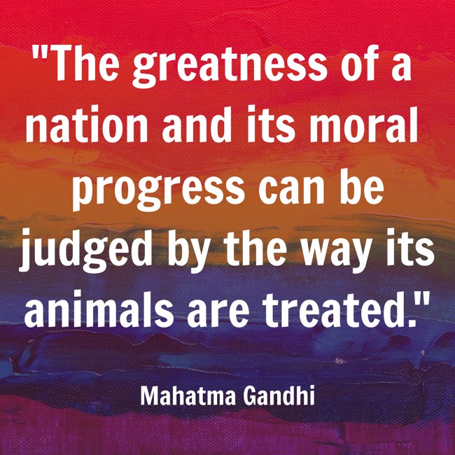  The greatness of a nation and its moral progress can be judged by the way its animals are treated.   - Mahatma Gandhi 