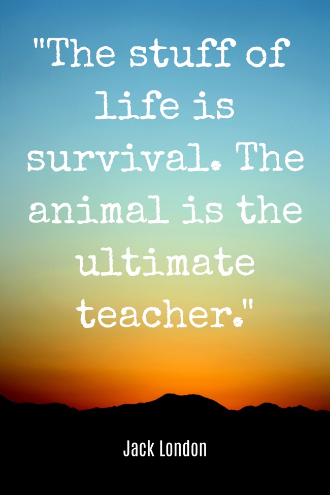  The stuff of life is survival. The animal is the ultimate teacher.   - Jack London 