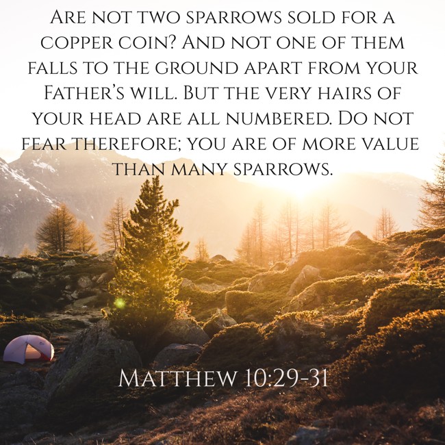  Are not two sparrows sold for a copper coin? And not one of them falls to the ground apart from your Father’s will. But the very hairs of your head are all numbered. Do not fear therefore; you are of more value than many sparrows.   - Matthew 10:29-31 