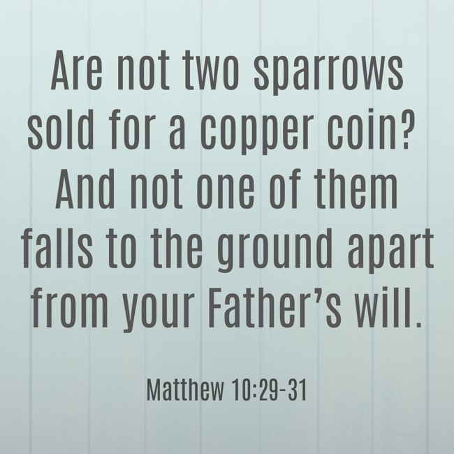 Are not two sparrows sold for a copper coin? And not one of them falls to the ground apart from your Father’s will. - Matthew 10:29-31