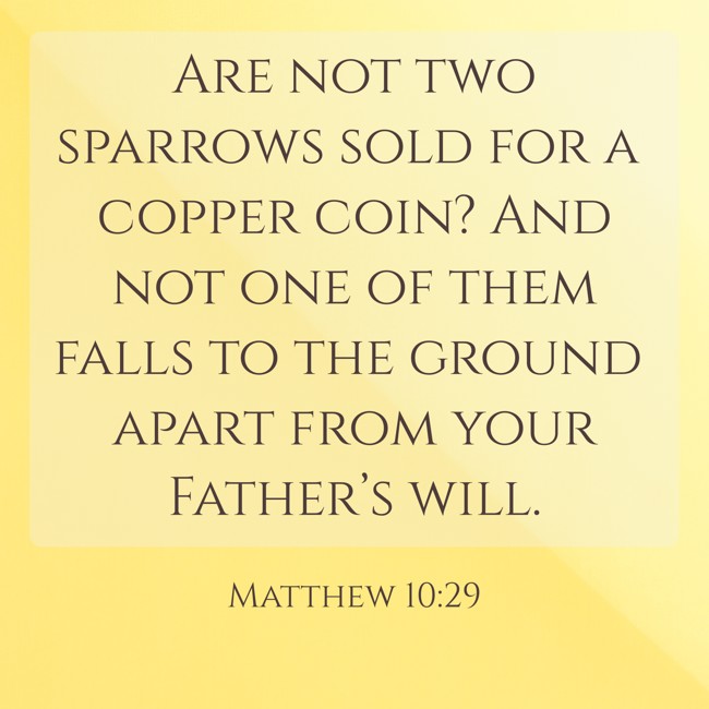 Are not two sparrows sold for a copper coin? And not one of them falls to the ground apart from your Father’s will. - Matthew 10:29
