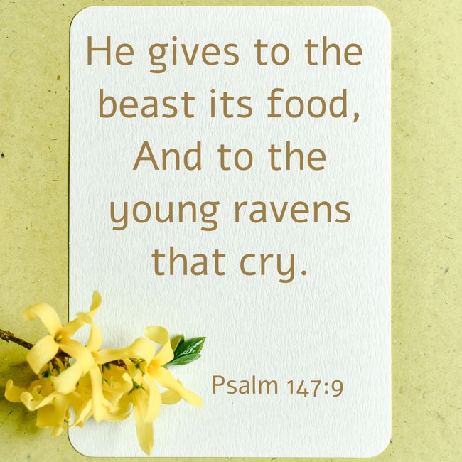 He gives to the beast its food, And to the young ravens that cry. - Psalm 147:9