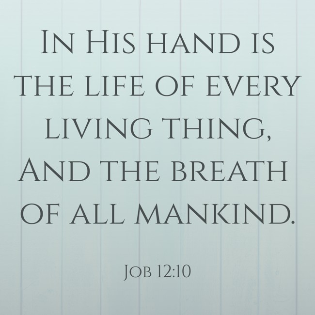 In His hand is the life of every living thing, And the breath of all mankind. - Job 12:10