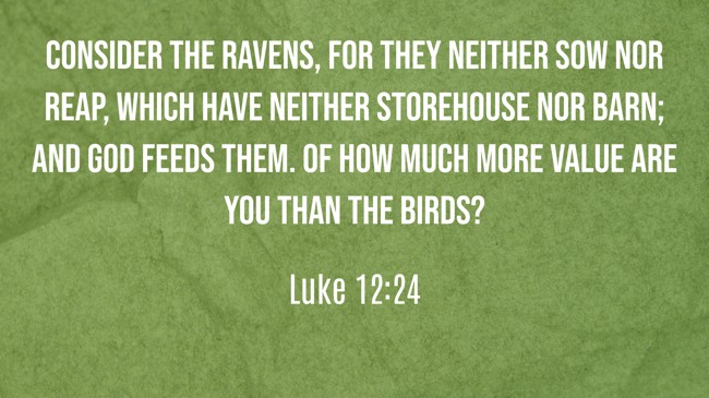 Consider the ravens, for they neither sow nor reap, which have neither storehouse nor barn; and God feeds them. Of how much more value are you than the birds? - Luke 12:24
